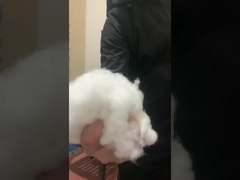 การผลิต hcs